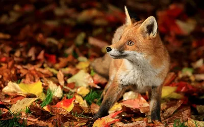 Фон рабочего стола где видно лисёнок, осень, листья, дикое животное, обои хорошего  качества, Fox, autumn, leaves, wild animal, wallpaper of good quality