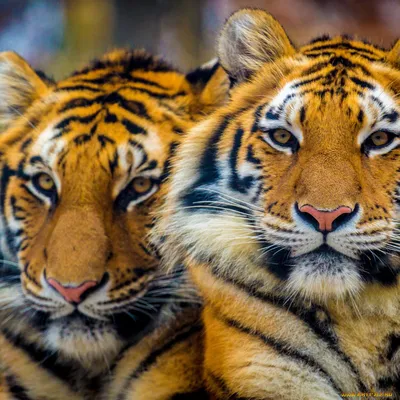 Обои Животные Тигры, обои для рабочего стола, фотографии животные, тигры,  взгляд, тигр, вместе, портрет, пара, морды, два, тигра Обои для рабочего  стола, скачать обои картинки заставки на рабочий стол.