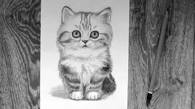 Как нарисовать кота карандашом. Подробный урок. - YouTube