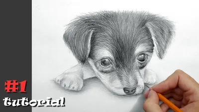 Как нарисовать собаку карандашом. - YouTube