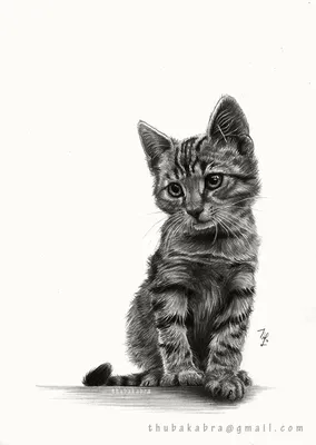 Легкие картинки животных рисунки (44 фото) » рисунки для срисовки на  Газ-квас.ком