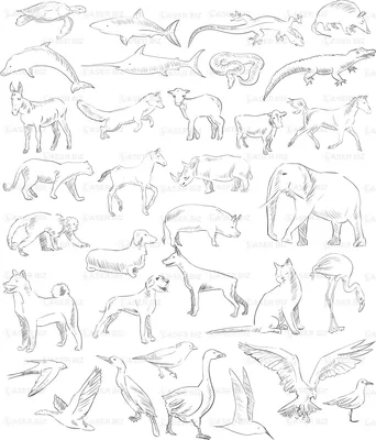 Collection Hand Drawn Cute Animal Faces Bear Deer Panda Raccoon Stock  Illustration by ©NastyaSklyarova #334416482