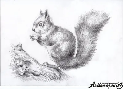 Картинки животных нарисованных карандашом