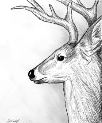 Рисунки животных карандашом для срисовки (100 картинок) 🌟