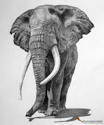 Акварельная иллюстрация животных, нарисованных вручную акварелью . Стоковая  иллюстрация ©undrey #194735082