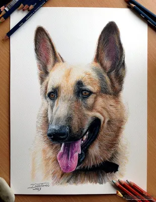 Как нарисовать мультяшного щенка DragoArt поэтапно карандашом