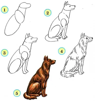 Иллюстрация 2 из 6 для Как рисовать животных | Лабиринт - книги. Источник:  Рыженький