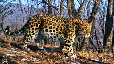 Топ-5 домашних животных жителей Приморского края