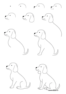 Как нарисовать домашних животных поэтапно - \"MamaClub\" - объединение  Петербургских мам