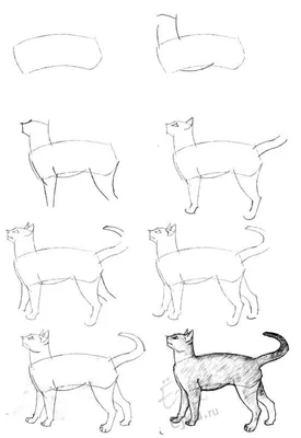Как рисовать мультяшных животных поэтапно! | Самое самое в географии🌎 |  Дзен
