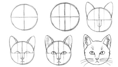 Как научится рисовать животных, учимся рисовать животных