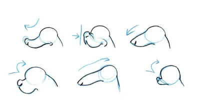 Раскраски поэтапно, Раскраска Как нарисовать мишку как нарисовать поэтапно  животных.