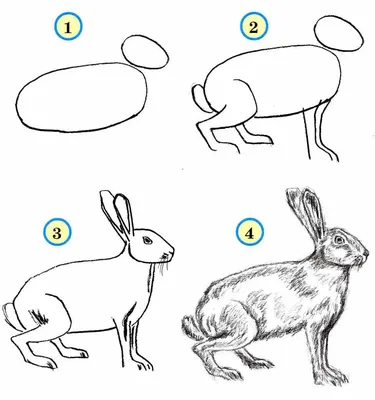 Как нарисовать животных поэтапно карандашом