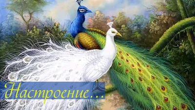 Идеи на тему «Красивые Слайд-шоу» (34) | слайд-шоу, шоу, духи животных  руководство