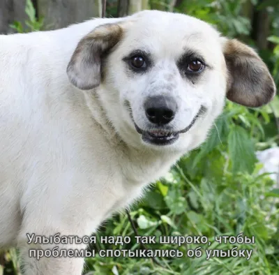 Собака-улыбака: начни свой день с улыбки. Фотоподборка в помощь |  Удивительный мир | Дзен