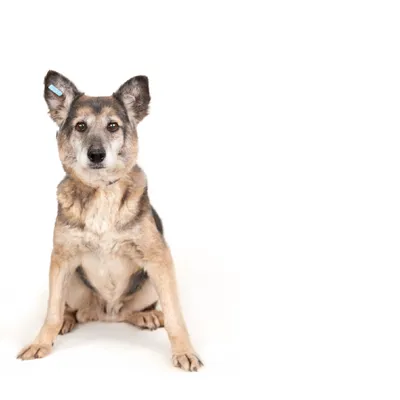 25 интересных фактов о собаках, которые вы могли не знать | Животные | WB  Guru