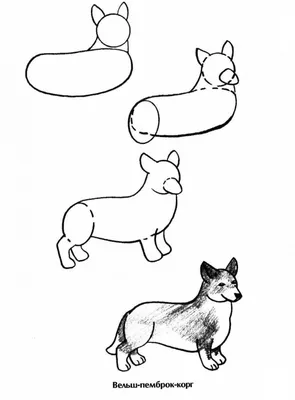 Рисунки животных