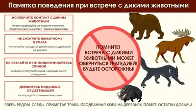 Срочно в паблик! 5 популярных сообществ о домашних животных во «ВКонтакте»  | Публикации | AdIndex.ru