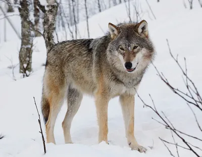 Картинки животных волки фотографии