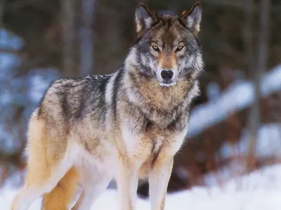 Мое любимое животное – волк – Բարի գալուստ Մարկ Մարուքյանի բլոգ
