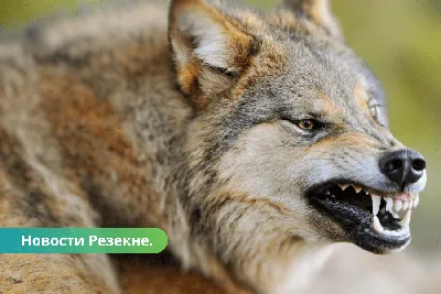 В Казахстане волк переведен в категорию животных охотничьего вида