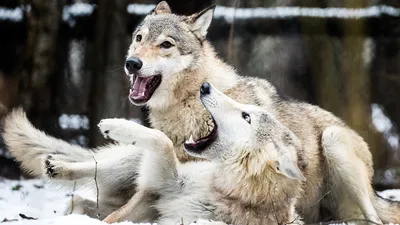 Порог отстрела волков снизижен в Австрии и Швейцарии