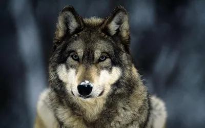 Волк-одиночка или хитрая лиса: какое вы животное по знаку зодиака -  PrimaMedia.ru