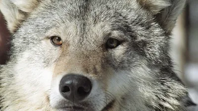 Бег волка | Пикабу
