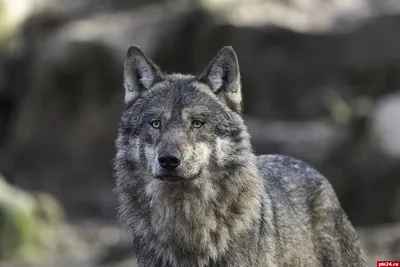 Волк – дикое хищное животное. Описание и фото волка обыкновенного | MIXSHOW  | О животных | Дзен