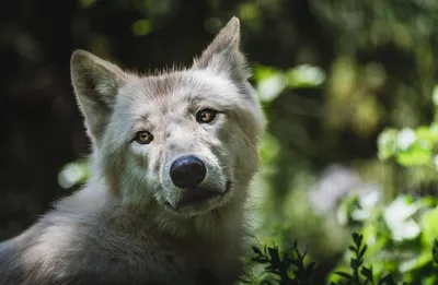 Волки нападают на домашних животных: в каких самоуправлениях чаще всего?