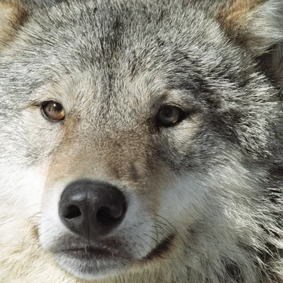дикие волки как вымирающий вид природы, картинка серый волк фон картинки и  Фото для бесплатной загрузки