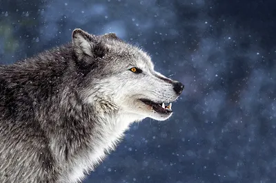 Волк Животное Волки - Бесплатное фото на Pixabay - Pixabay