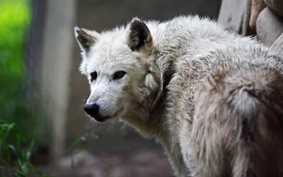 Красный волк - редкий представитель животного мира | Мир животных | Дзен