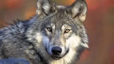 Волки - опасные хищники и домашние животные» — создано в Шедевруме
