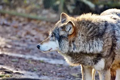 Зараженные паразитами волки чаще становятся вожаками стаи | Природа | ERR