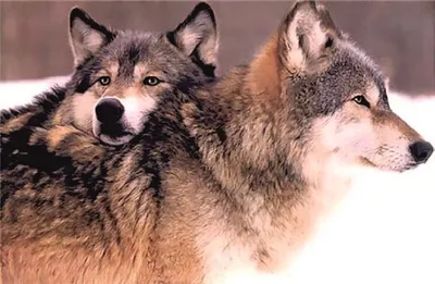 ВОЛКИ – хитрые, умные и очень опасные хищники! Волки против медведя, оленя  и бизона! - YouTube