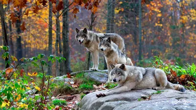 В Бельгии могут возобновить охоту на волков | Euronews