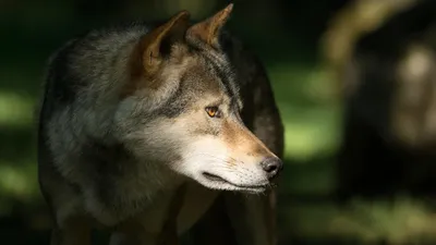 Волк – дикое хищное животное. Описание и фото волка обыкновенного