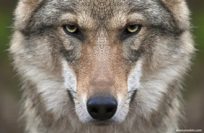7 врагов волка»: с кем серые хищники чаще всего выясняют отношения |  Заметки о животных | Дзен