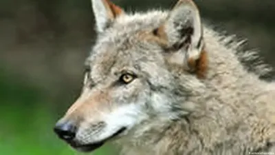 Волки убили 22 ребенка в Финляндии – этим событиям более ста лет, но страх  по-прежнему живет | Yle