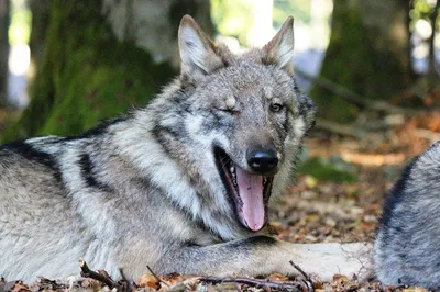 В Латвии зафиксировано 48 нападений волков на домашних животных | Mixnews