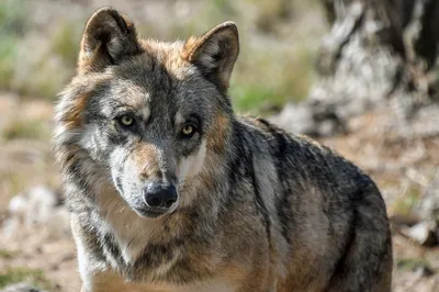Как волки влияют на экосистемы | Looduskalender