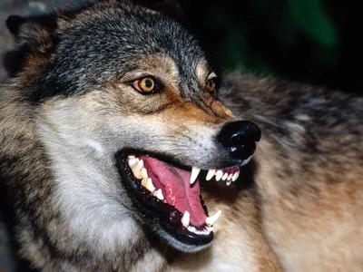На что способен серый волк | Заметки о животных | Дзен