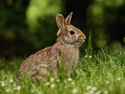 Животное заяц - 79 фото