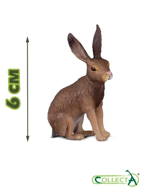 rgdb.ru - Эколекция в РГДБ: «Животное года: заяц или кролик?»