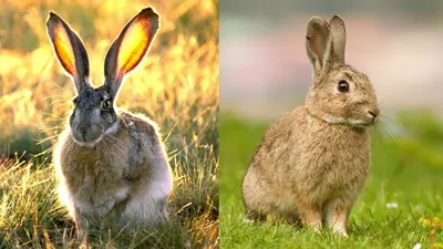 Hare, rabbit и bunny — это разные животные? Какое слово и когда  использовать?