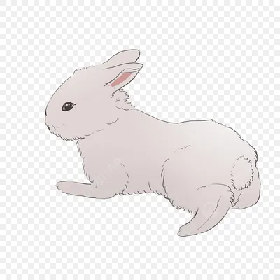 fairy rabbit 🦋 | Питомец, Фотографии животных, Морды животных
