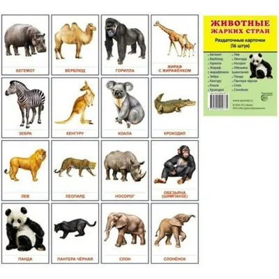 Набор карточек. Животные жарких стран. 16 раздаточных карточек 63х87 -  купить с доставкой по выгодным ценам в интернет-магазине OZON (737795281)