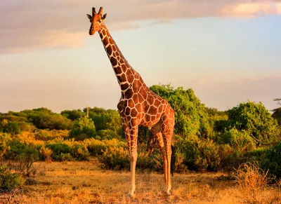 Жираф | Жираф, Животные, Африка