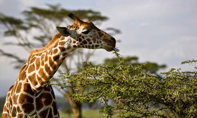 Жираф самые высокорослые живущие земные животные Стоковое Изображение -  изображение насчитывающей трава, красивейшее: 123421915